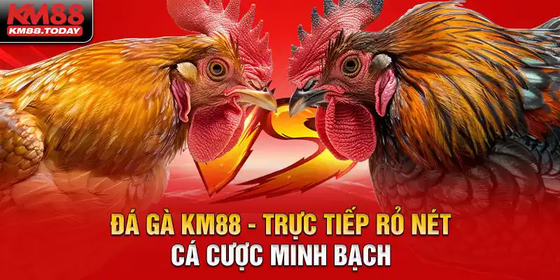 Đá gà KM88 trực tiếp rỏ ràng cá cược minh bạch