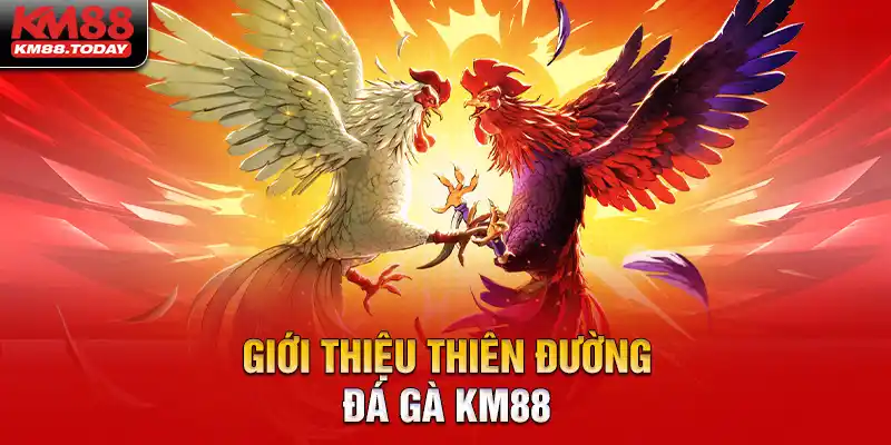 Đá Gà KM88 - Thiên đường chọi kê đẳng cấp